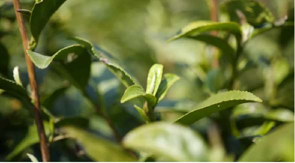 西秀區(qū)：春風(fēng)拂綠意 茶園映勤勞