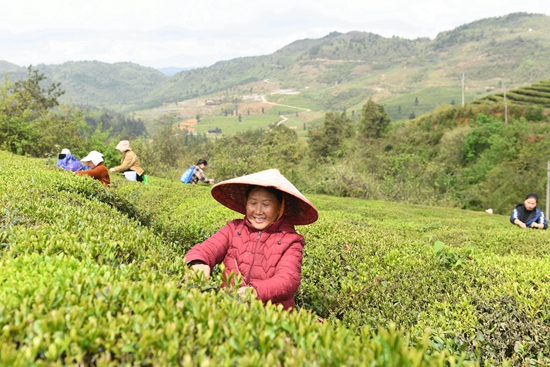 貴州鎮(zhèn)遠：春茶飄香采摘忙_fororder_2024年4月8日，村民在貴州省<a href=http://www.gzculture.net target=_blank class=infotextkey>黔東南</a>苗族侗族自治州鎮(zhèn)遠縣羊場鎮(zhèn)扎營關茶場采摘春茶。 (5)