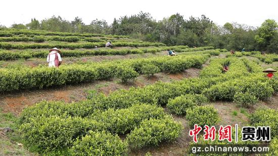 茶農(nóng)們穿梭在茶園里采摘春茶