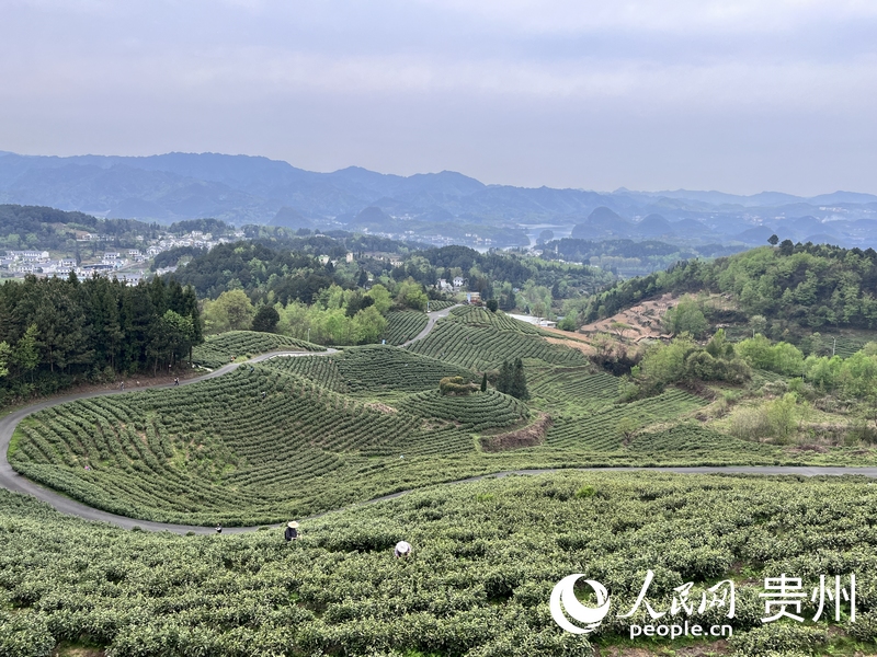 神鵲茶場一隅。人民網(wǎng) 陳潔泉攝