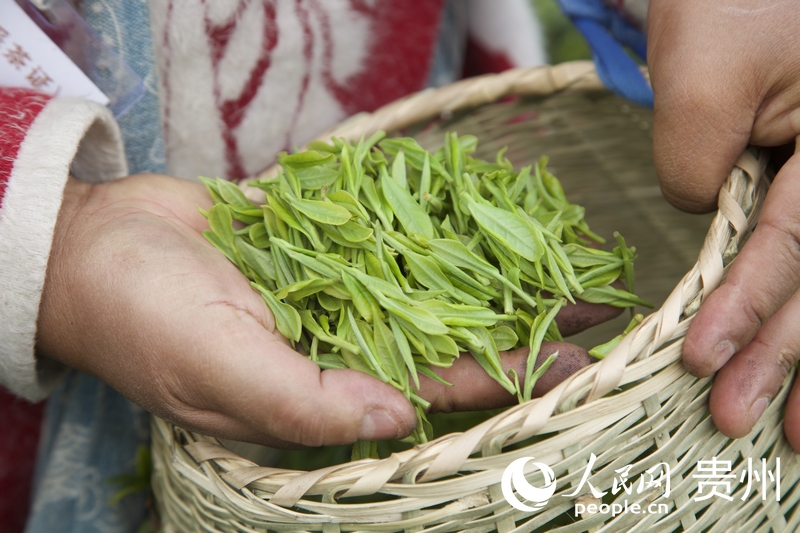 貴陽貴安：一抹春茶綠 一方產(chǎn)業(yè)興