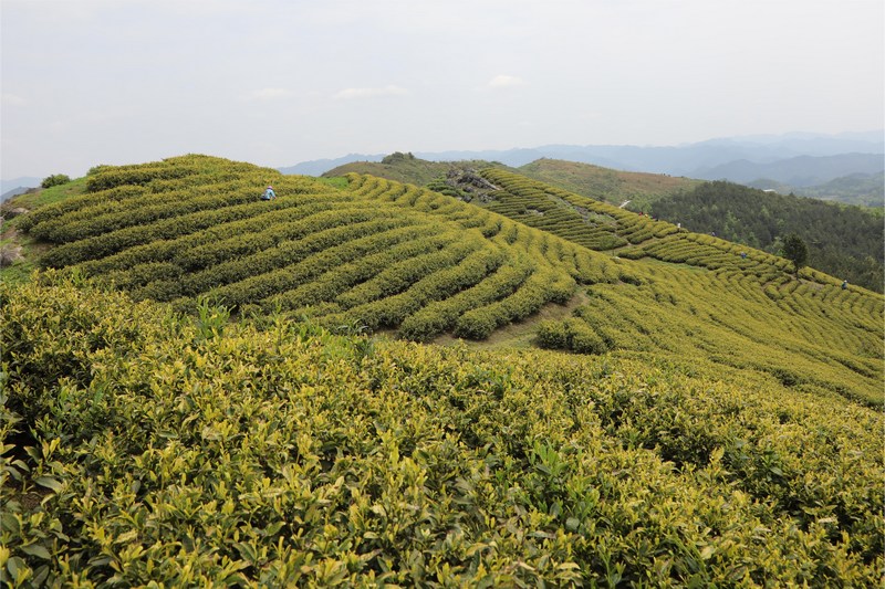 荔波縣佳榮鎮(zhèn)邀你上茶山尋覓茶香