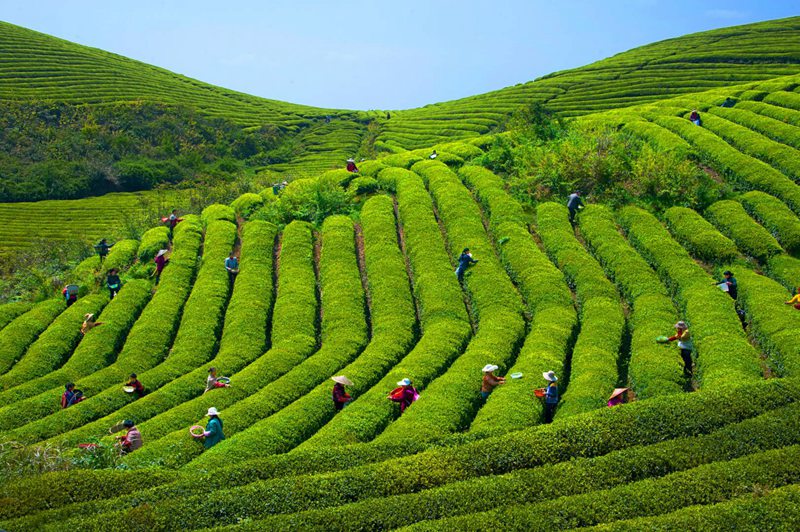 甕安：春到茶山采茶忙 20萬畝茶飄香