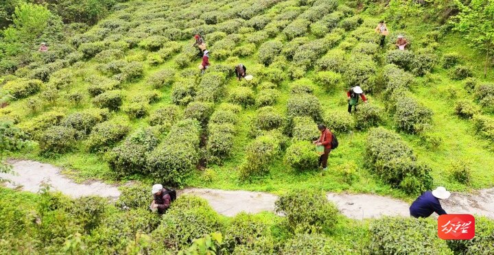 沿河中界鎮(zhèn)：漫山新茗吐翠芽 綠了春山富了民