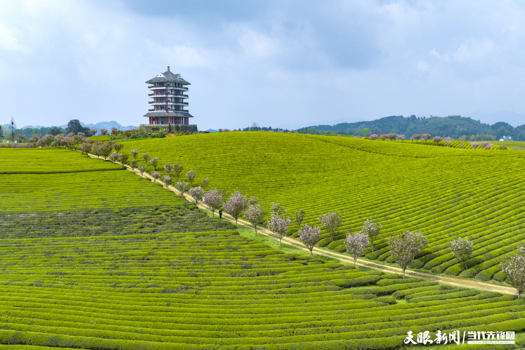 湄潭茶園：以草治草守護“干凈茶”