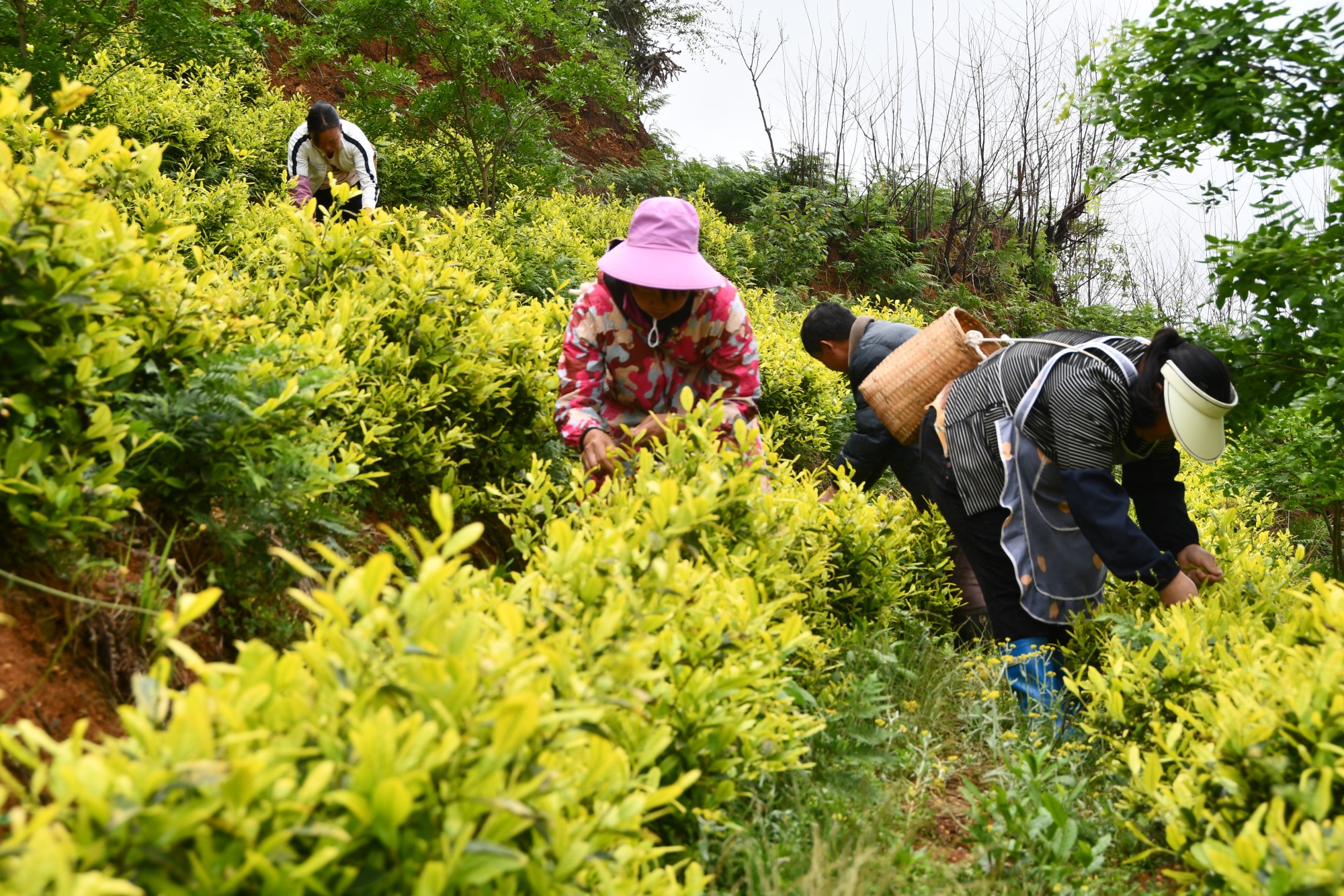 貴州織金：谷雨好時(shí)節(jié) 新茶分外香