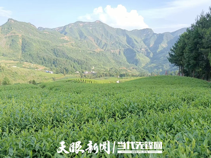 “白葉一號”茶苗種植6年后，沿河茶農(nóng)將“感恩茶”種成“黃金芽”