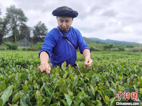 “Z世代”青年的“新茶事” 創(chuàng)新工藝吸引年輕人