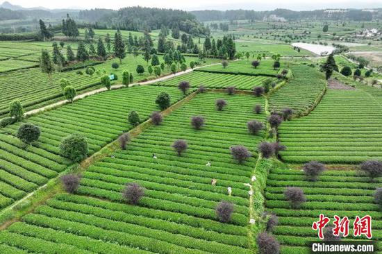 （走進(jìn)中國鄉(xiāng)村）貴州超億元小山村的“茶旅”融合之路