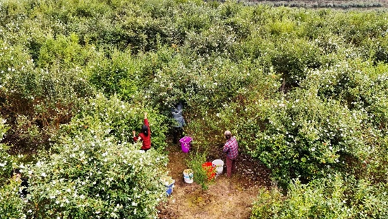 貴州貴定：山間茶香飄滿園 油茶產(chǎn)業(yè)繪新篇