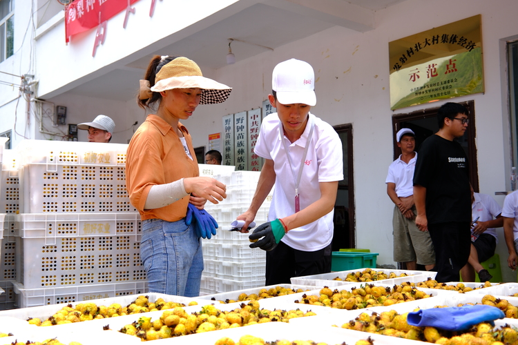 育好一顆“金果果” 點(diǎn)燃增收“新引擎”——貴州初好農(nóng)業(yè)科技開(kāi)發(fā)有限公司高質(zhì)量發(fā)展觀察