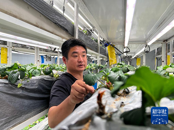 探訪貴州遵義草莓“植物工廠”