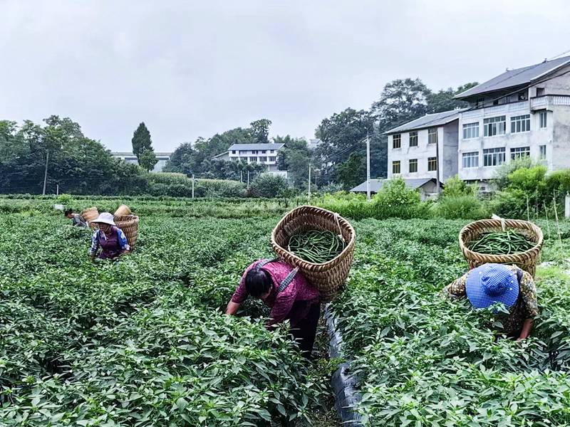 辣椒采摘。楊濤攝