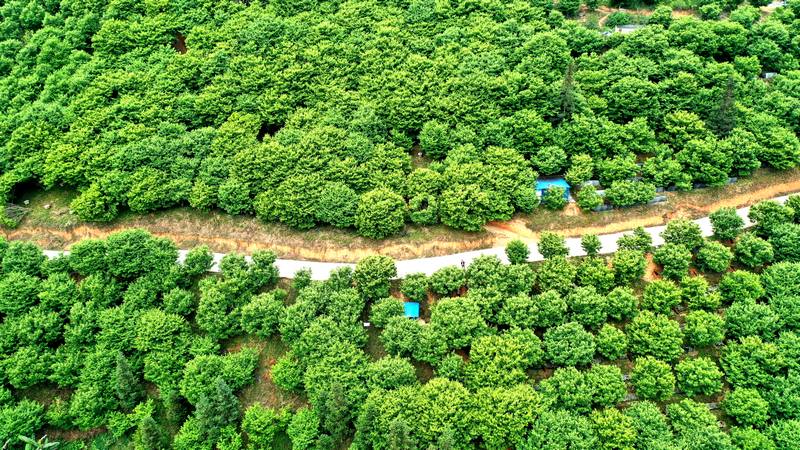 4、洛郎村萬畝板栗基地。.jpg