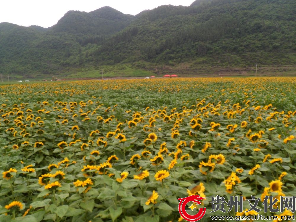 義龍新區(qū)德臥鎮(zhèn)抓示范種植鄉(xiāng)村特色產(chǎn)業(yè)向日葵