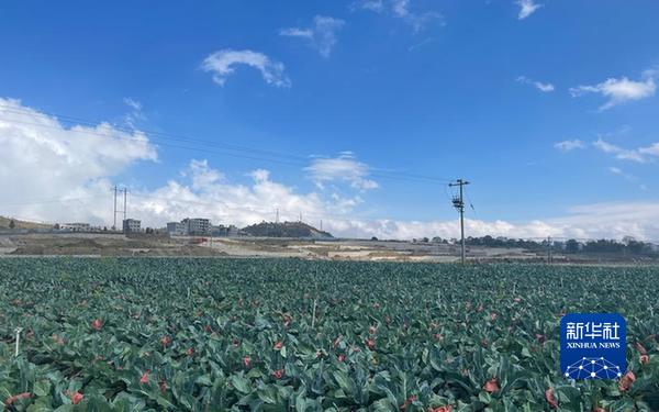 　　貞豐縣豐茂街道納山村一處連片的蔬菜種植基地。新華社記者駱飛 攝