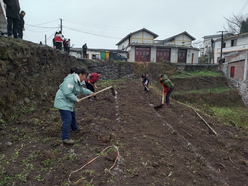 農(nóng)戶規(guī)范化種植  蘇布祥 攝.jpg