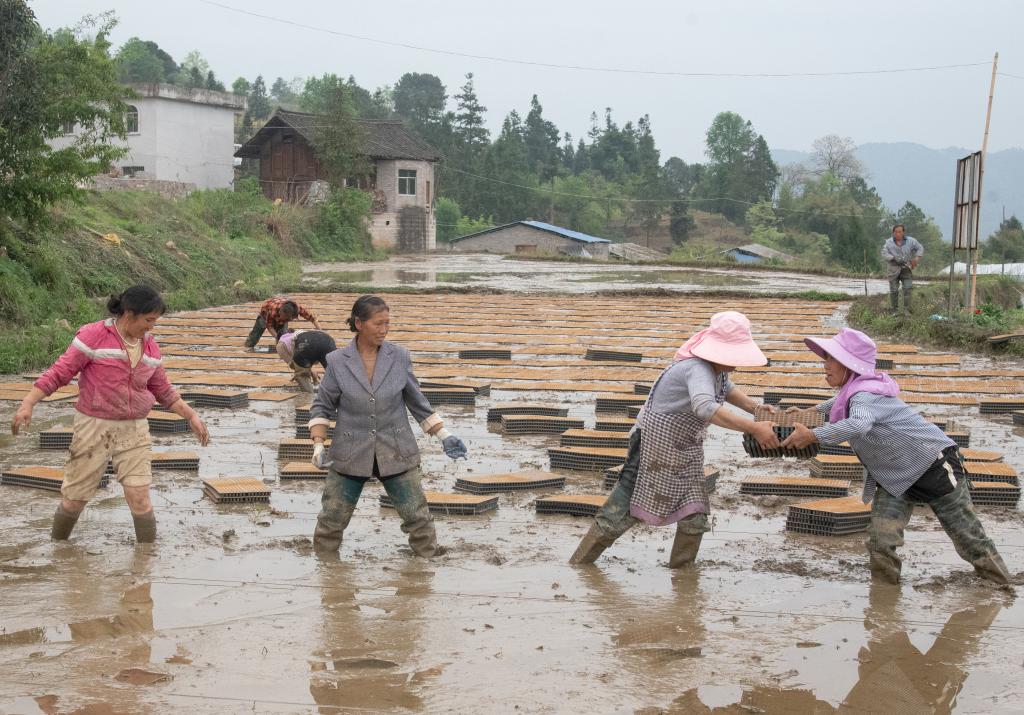 4月12日拍攝的貴州麻江縣宣威鎮(zhèn)咸寧村村民正在田中進行育秧擺盤。新華社記者羅羽 攝