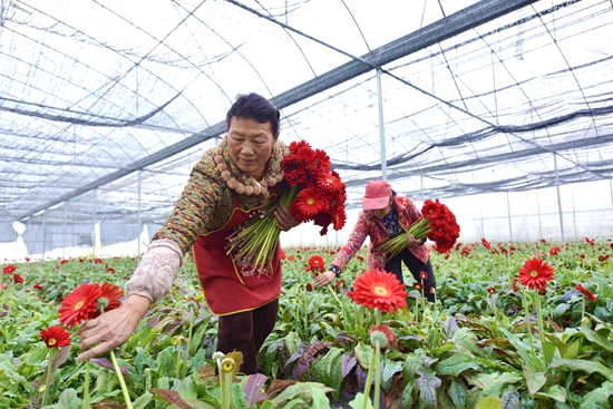 貴州鎮(zhèn)遠(yuǎn)青溪鎮(zhèn)：多彩非洲菊變身“致富花”