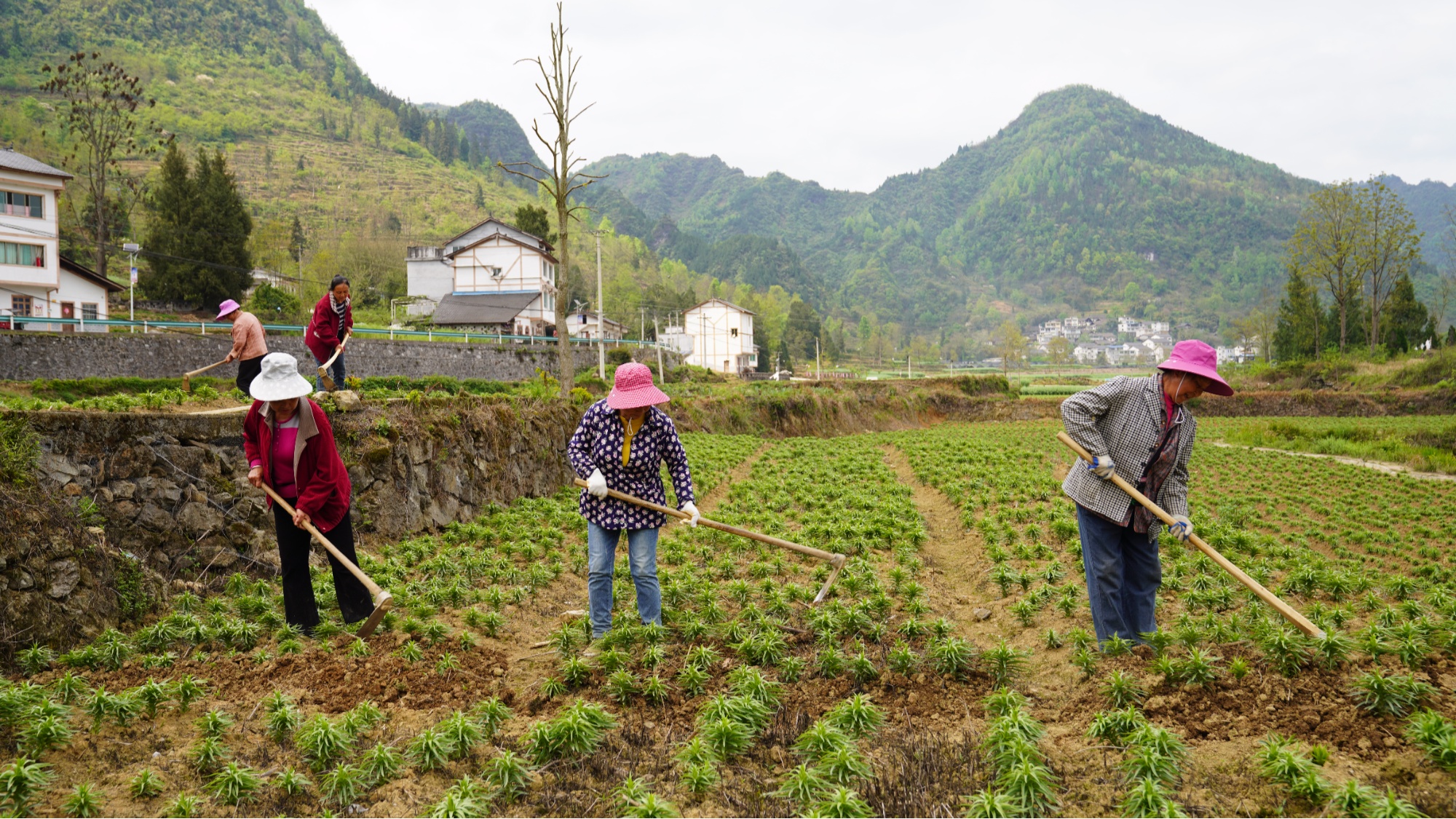 貴州務川：特色產(chǎn)業(yè)拓寬村民增收路