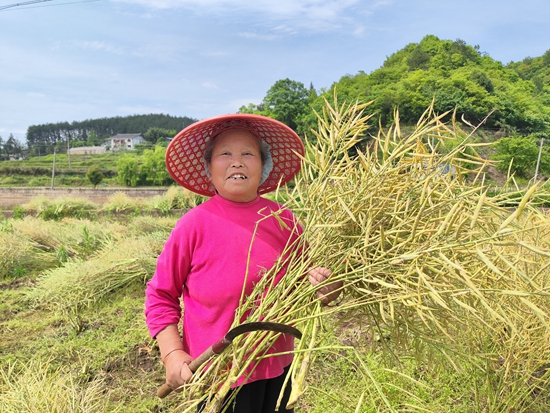 貴州施秉白垛鄉(xiāng)：花海喜變豐收地 一鐮一籽助農(nóng)忙_fororder_農(nóng)戶抱著豐收的油菜展笑顏