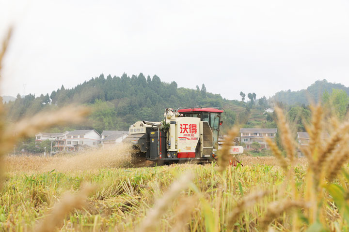 機(jī)械化采收。陳桂良攝