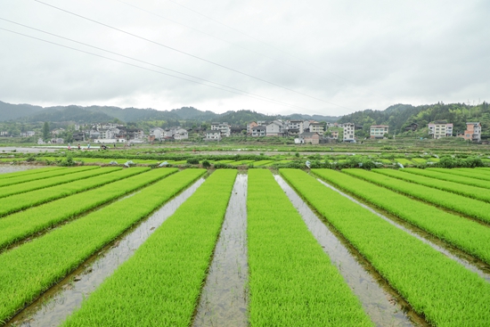 貴州天柱：田疇沃野染新綠