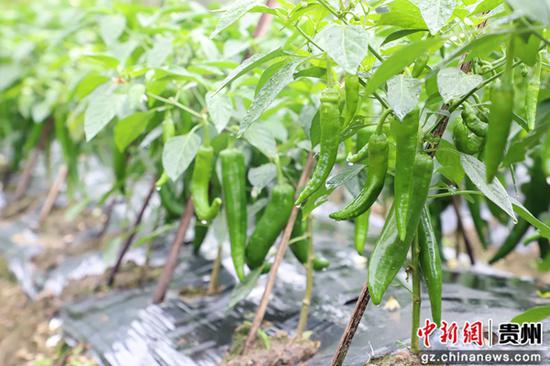 貴州三都：9萬(wàn)畝蔬菜爭(zhēng)“鮮”上市