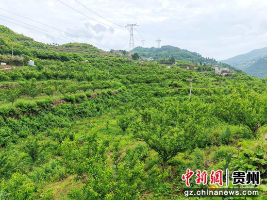 隆興鎮(zhèn)濱江村蜂糖李基地。