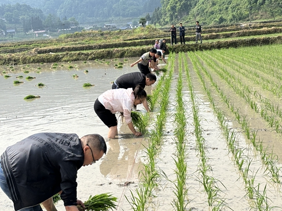 貴州甕安：探尋農(nóng)田“財(cái)富密碼” 激活農(nóng)業(yè)產(chǎn)業(yè)新動(dòng)能_fororder_“揭榜掛帥”技術(shù)服務(wù)現(xiàn)場(chǎng).JPG