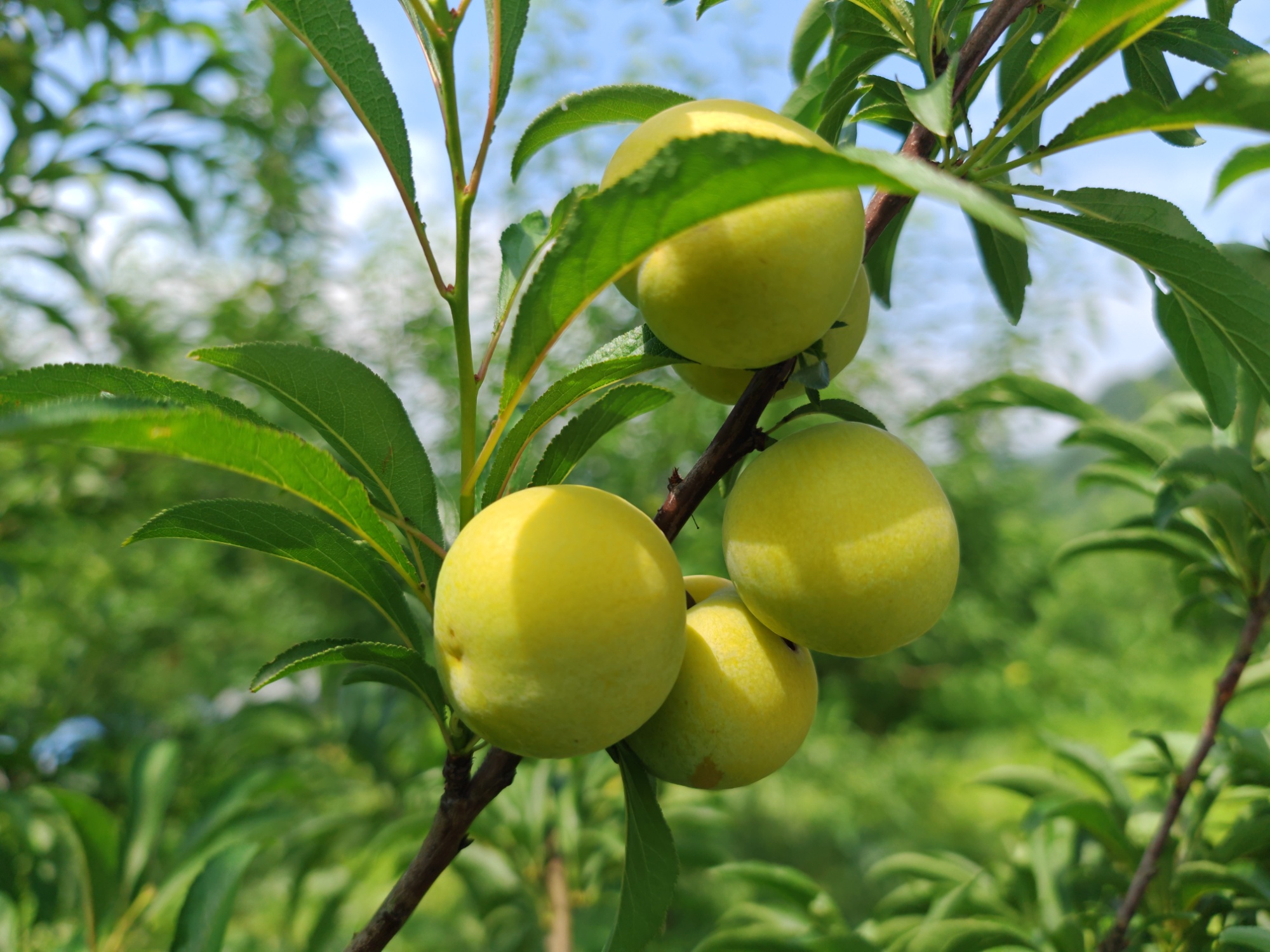 貴州習水：炎炎夏日 與“李”有約