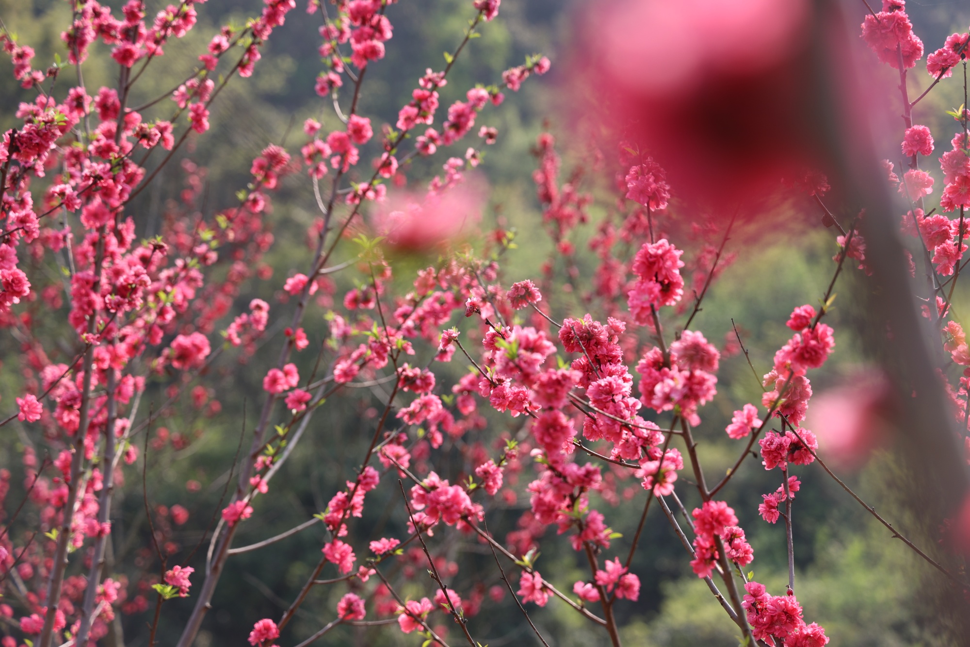 貴州麻江：“花經(jīng)濟(jì)”提顏值增產(chǎn)值