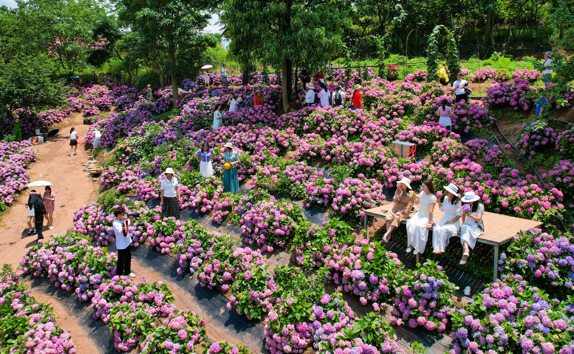 貴州惠水：繡球花扮靚景區(qū) 拉動經(jīng)濟