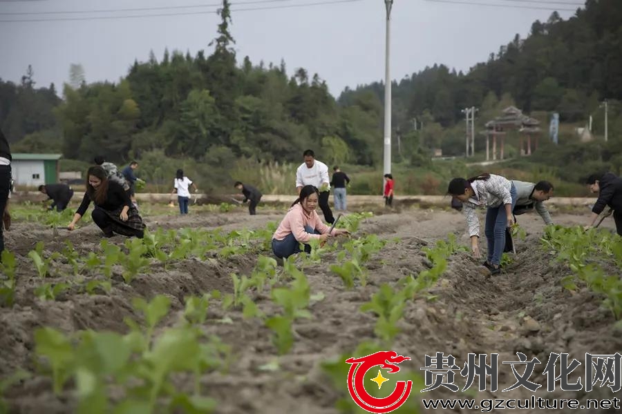 黨旗飄紅在田間——黎平縣洪州鎮(zhèn)100名黨員進(jìn)田間助秋冬種