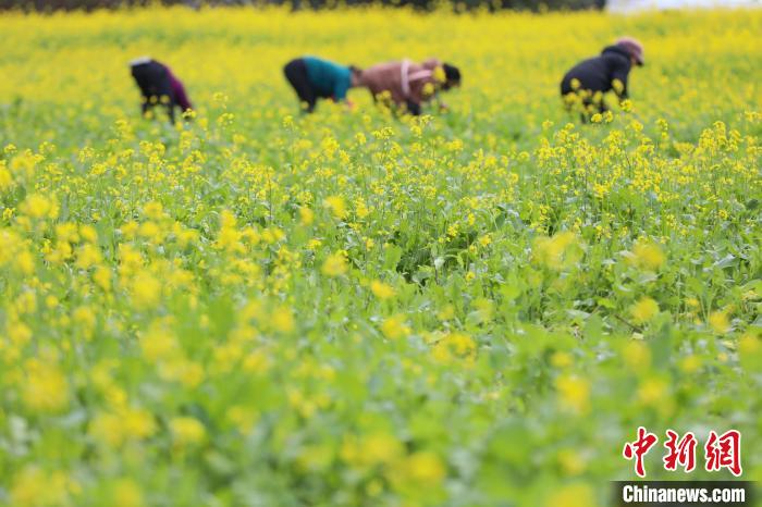 1月2日，貴州興義萬峰林綻放的油菜花?！■暮陚?攝