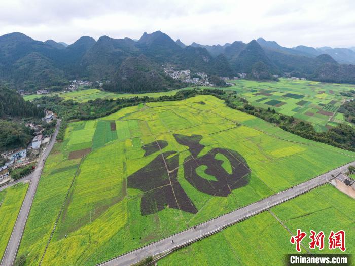 1月2日，航拍貴州萬峰林油菜花田內的“福”字景觀?！■暮陚?攝