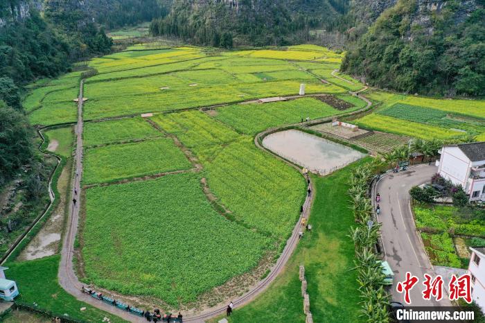 1月2日，航拍貴州萬峰林油菜花田?！■暮陚?攝