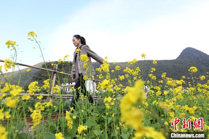 1月2日，游客在貴州興義萬峰林油菜花田游覽?！■暮陚?攝