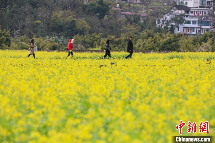 1月2日，游客在貴州興義萬峰林油菜花田內游覽?！■暮陚?攝