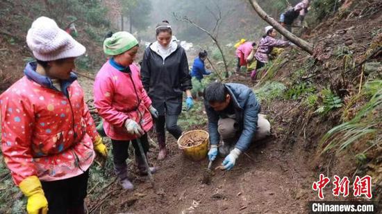 圖為周尚海指導(dǎo)村民種植天麻。　吳永奎 攝