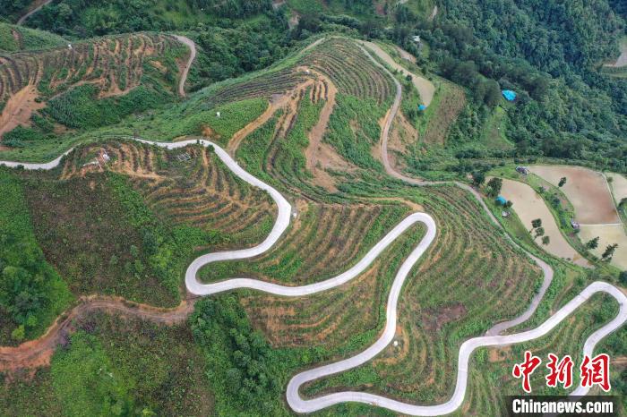 劍河縣久仰鎮(zhèn)白鬧村花椒種植基地。　萬文杰 攝