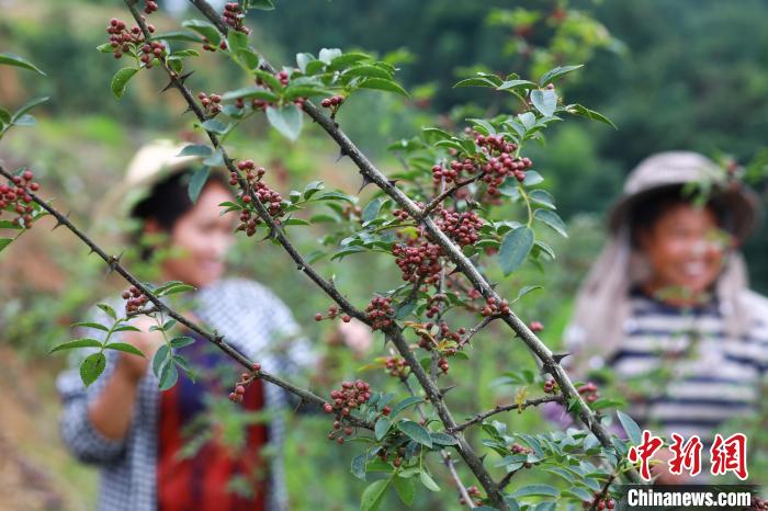 貴州劍河：仲夏時節(jié)花椒香