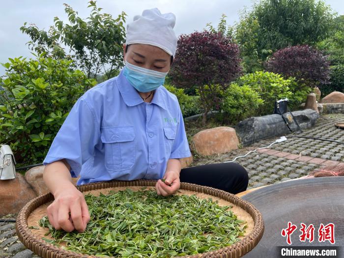 貴州丹寨：荒山種出致富茶智慧管理全覆蓋