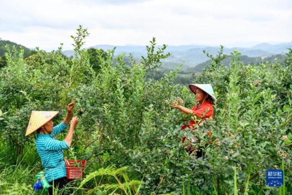 貴州麻江：小藍(lán)莓做成大產(chǎn)業(yè)