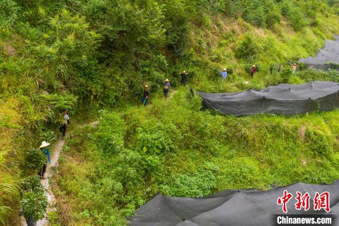 村民在貴州省從江縣西山鎮(zhèn)高腳村挑運(yùn)淫羊藿?！堑萝?攝