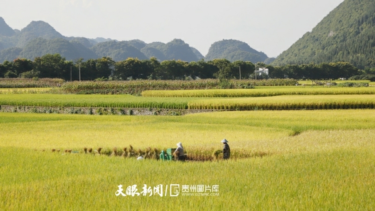 貴州興義：萬(wàn)峰林下“豐”景美