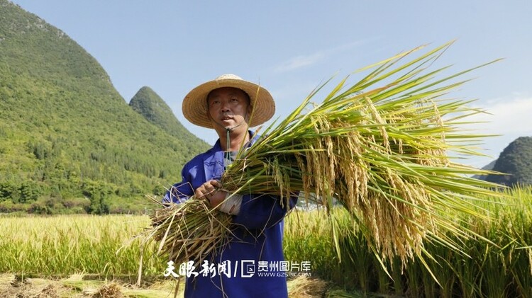 貴州興義：萬(wàn)峰林下“豐”景美