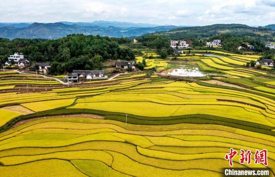 9月16日，航拍貴州省黔西市錦星鎮(zhèn)洪湖村稻田。范暉 攝