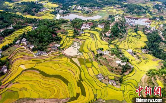 9月16日，航拍貴州省黔西市錦星鎮(zhèn)洪湖村稻田。范暉 攝