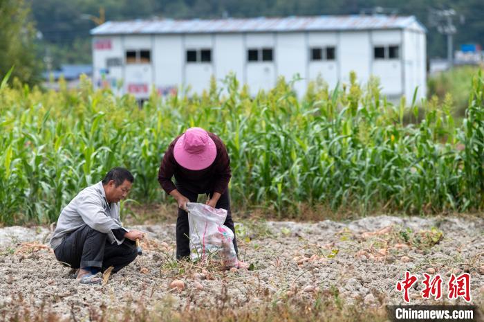 貴州省從江縣洛香鎮(zhèn)巖寨村的村民在田間收獲紅薯?！堑萝?攝